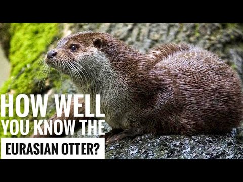 Vidéo: Loutre du Caucase : description, caractéristiques et habitat