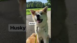 When people guess my dogs breed … | #akitainu #dogs #dogshorts