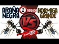 ARAÑA NEGRA VS HORMIGA GRANDE - DOS VÍDEOS COMENTADOS