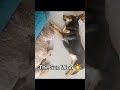 Another Knockout 🥊 #dogshorts #doglife #mood #vibes #viral #funny #sunshine #fyp #sleepy #knockout