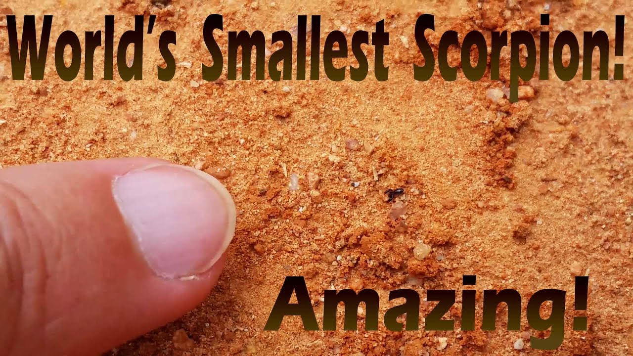 smallest scorpion in the world