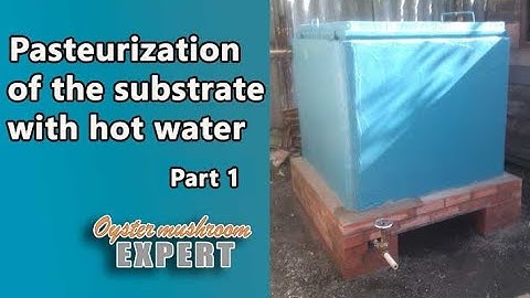 Hot water pasteurization of oyster mushroom substrate. What temperature do you pasteurize substrate?