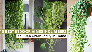 15 Best Indoor Vines & Climbers You Can Grow Easily In Home #vines