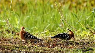 Common Hoopoe (The family of bird) : 20200714