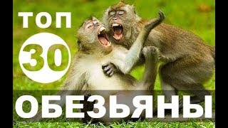 Смешные обезьяны 2 | приколы топ-30