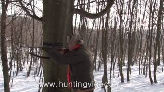 Wild Boar Drive Hunting In Hungary Zala County HD