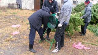 Живые новогодние сосны елки оптом видео Продажа новогодних живых сосен с доставкой по Москве.