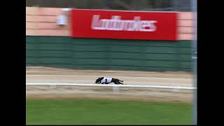 Wednesday, 31 January 2024 Trial 4 - Patterdale Zorro