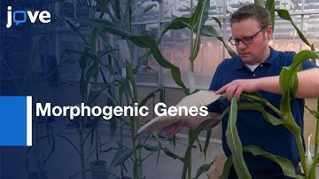 Agrobacterium-Mediated Immature Embryo Transformation: Recalcitrant Maize Lines l Protocol Preview