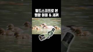 고배율 망원경 a.k.a. 필드스코프로 본 광한루원 원…