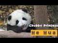 【Panda Diary】Season 2 Episode 8 Chubby Princess He Hua | iPanda