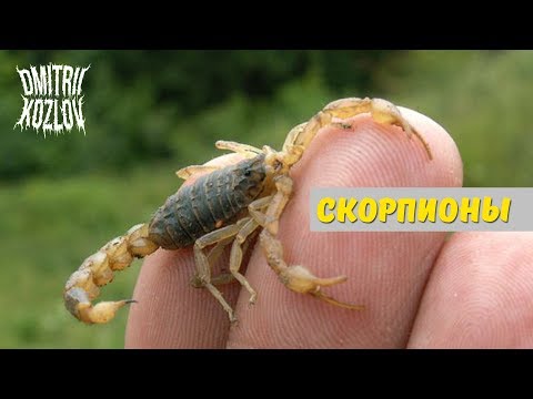 Вопрос: К какому типу животных принадлежат скорпионы?