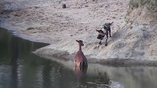 Python vs Lion, Anaconda Real Fights   Lion vs Buffalo, Wild dogs vs Antelope   Animal fights 2018