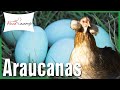 Gallina Araucana - Gallina Mapuche  💙