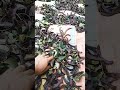 جني الخروب