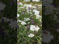лето #непридуманныеистории #жизньвболгарии #лето #природа #цветы #flowers #болгария