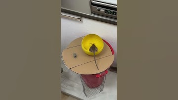 Amazing! Color field guides bold mice in What sign drew them? #cat #catandmouse #trending