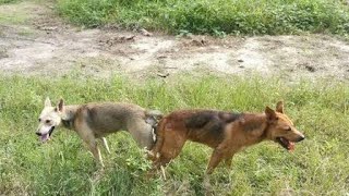 Dog Meeting Village Dog Meeting First Time Village