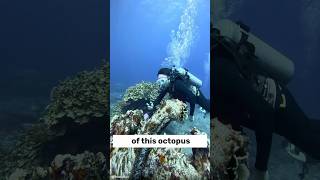 I guranteed you did not know this OCTOPUS FACT??? #youtubeshorts #didyouknow #trending #explorepage