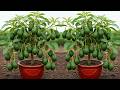 Grow Avocado Tree FAST with This Pro Tips! _ The Best Ideas for Growing Avocado Tree! #Avocado #live