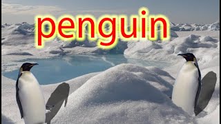 نطق وحروف كلمة penguin بطريق