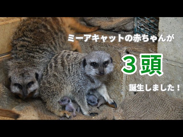 【ミーアキャット】３頭の赤ちゃんが誕生しました！ - YouTube