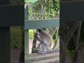 Vervet monkey in my garden southafrica