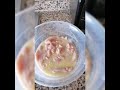 طريقة تحضير سطيك مقرمش بطريقة الكنتاكي الروعة من تقديم zahra beauty