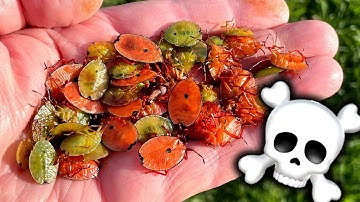 Stink Bug NYMPH Infestation $3 Homemade Killer Solution That Works FAST