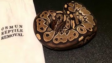 6 NEW BALLPYTHONS!!!!
