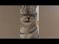 Funny Pets Cats And Dogs Of 2025 Dcember Week 1 Episode 40