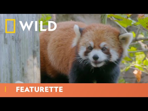 Videó: Pet Scoop: A fényképezőgépek dokumentumok titka A macskák élnek, a nemzeti állatkert Pandas májusban felosztható