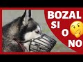 ¿Cómo ACOSTUMBRO a mi PERRO a LLEVAR BOZAL? 👍 ► ¿Debe utilizarlo? ¿Cómo se utiliza? [SOLUCIONADO!] ✅