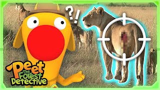 Who Injured The Lions? Full Episode Cartoons For Kids Peet The Forest Detective