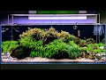 Jak bezpiecznie wymienić rośliny w funkcjonującym akwarium?