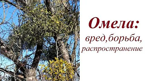 Омела: вред, распространение, борьба
