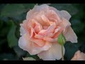 Пара минут в нашем розовом саду. Приятного просмотра! 22 июня 2021