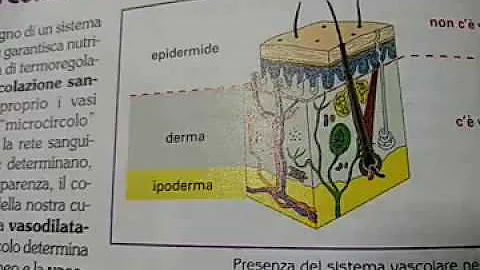 Cosa forma l ipoderma?