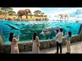 Osaka Tennoji Zoo: Japan's Amazing Animal Park (4K Walking Tour)
