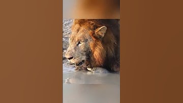 Why Turtles So Slow।।#ytshorts #facts #shorts