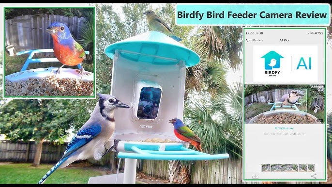 Mangeoire à oiseaux avec caméra, Netvue Birdfy Smart Bird Feeder avec  identification AI gratuite pour l'observation des oiseaux, bleu  (Birdfy+Solar) 
