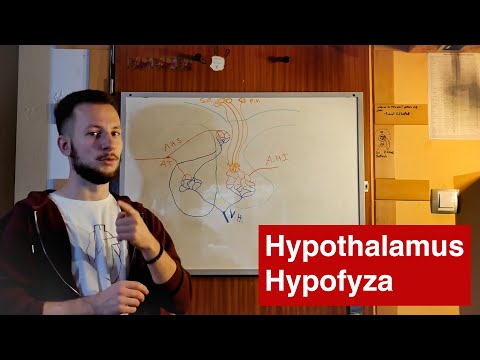 Hypothalamo-hypofyzární systém ...Struktura a funkce lidského těla