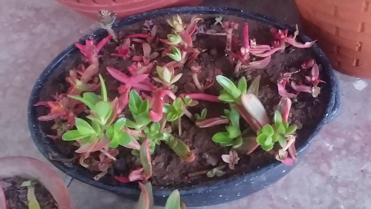 Crassula campfire (capitella) succulent plant(Hindi/Urdu) 