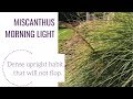 Miscanthus Morning Light | www.gardencrossings.com