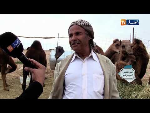 من عمق الجزائر شاهد معانات بائع حليب الإبل ببئر النعام ولاية بسكرة مع السلطات المحلية