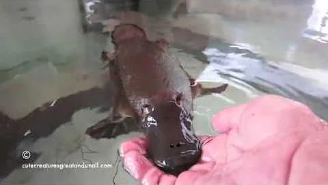 милый сумасшедший утконос