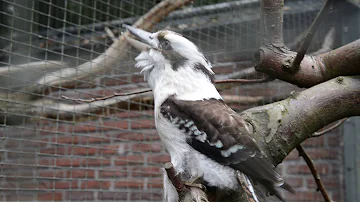 Wie heißt der Vogel der lacht?