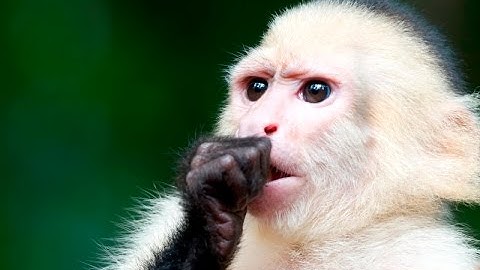 O que é Xamarin - Conceitos fundamentais