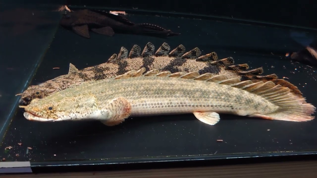 ポリプテルスラプラディとエンドリケリーが交尾してました。2022年3月