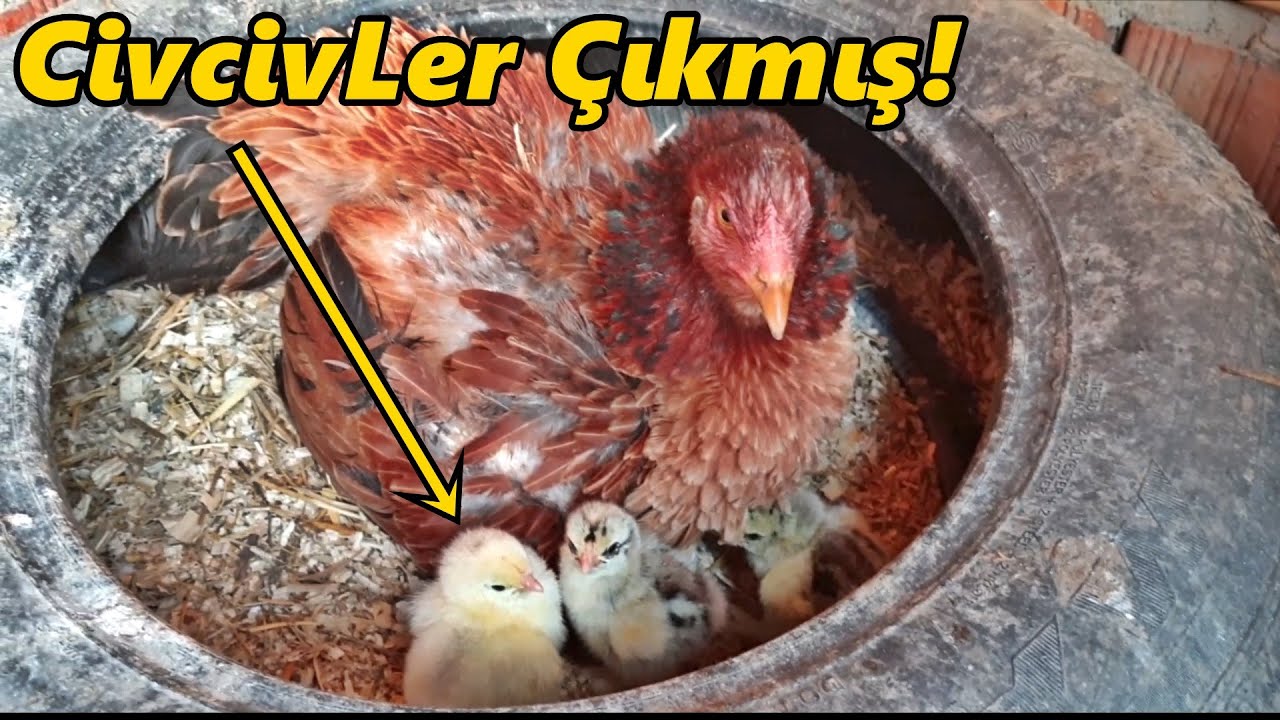 GURK TAVUĞUN CİVCİVLERİ ÇIKMIŞ -/TEFO'YU DIŞARI SALDIM-!/#tavuk#horoz#civciv#hindi